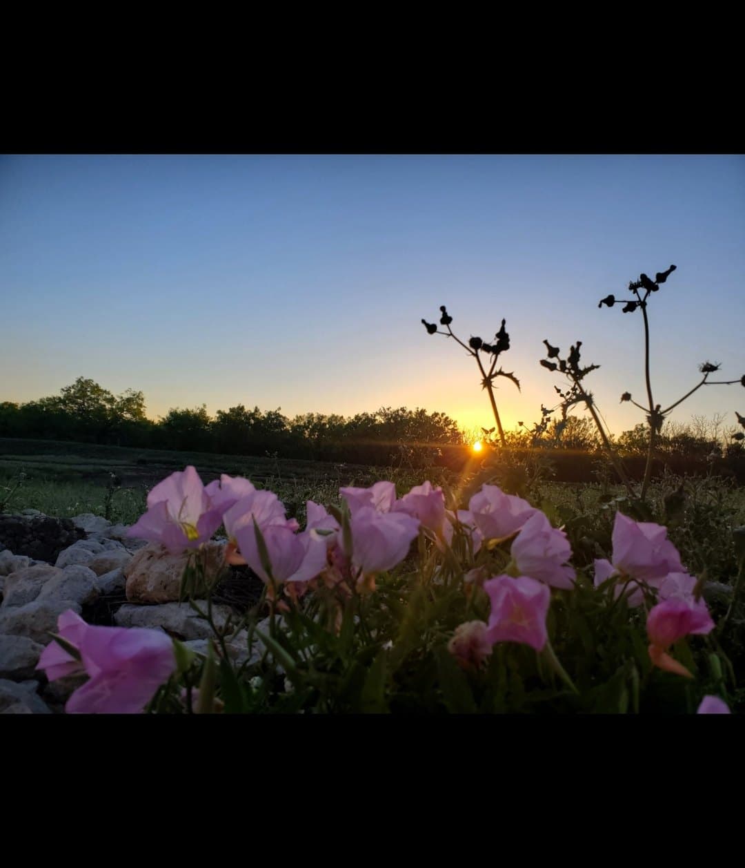 Pink flowers at the edge of a field as the sun goes down